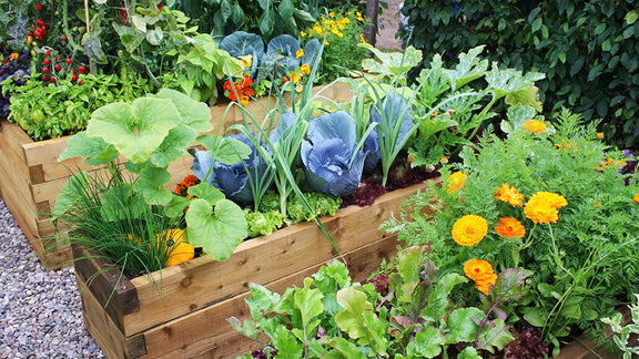 Container Garden Success