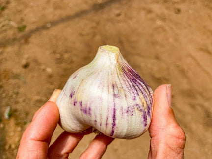 Can You Compost Garlic?