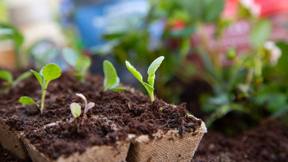 Sprouts growing from starter pots