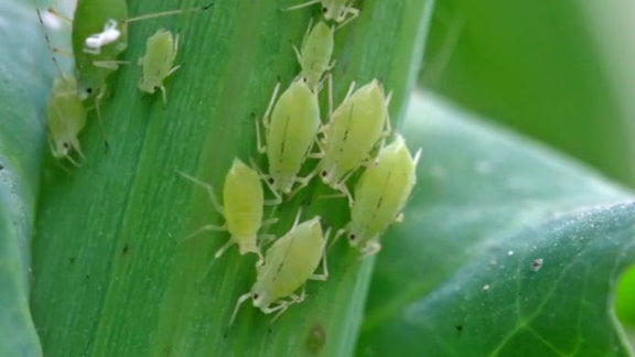 Got Aphids?