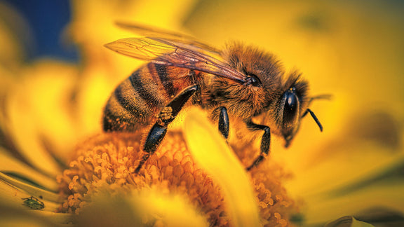 Bee Kind!