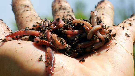 What makes Organic Plant Magic so magical?