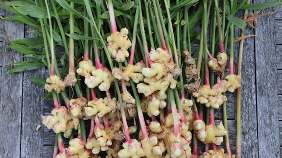 Growing Indoor Ginger Is Easier Than You May Think