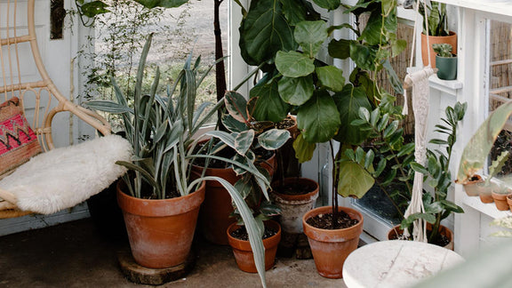 Happy Houseplants