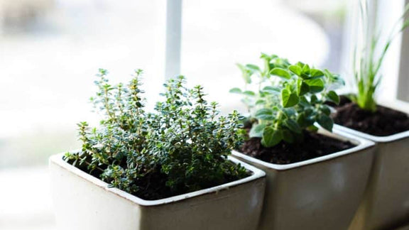 Is your green thumb frozen?  How about growing herbs indoors?
