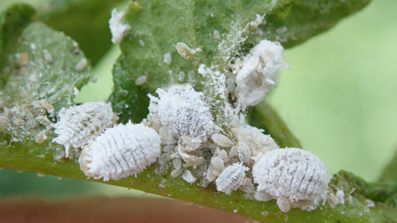 Have you seen some fluffy lil things on your houseplants?