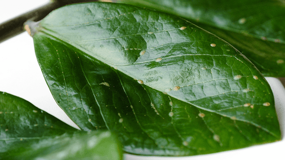 What are those little shiny things on my houseplants?