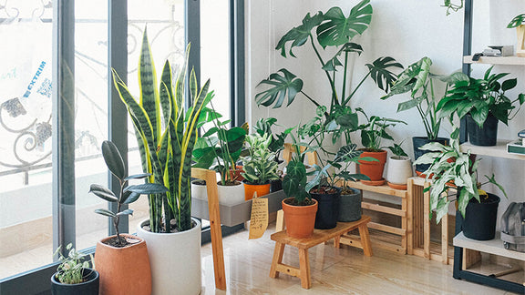 National Indoor Plant Week - September 19th - 25th