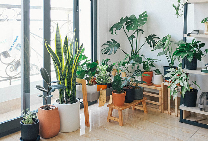 National Indoor Plant Week - September 19th - 25th