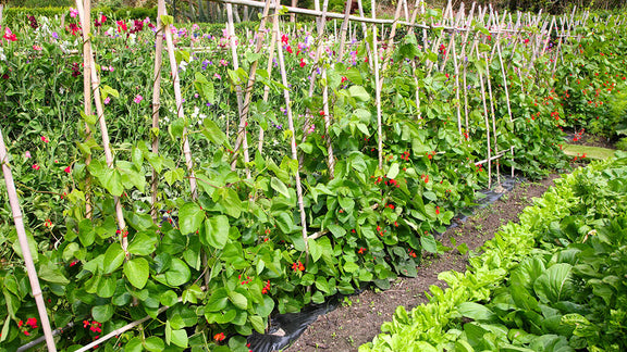 Successful Succession Planting