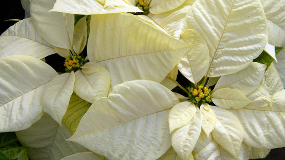 "What do I do with this poinsettia?"