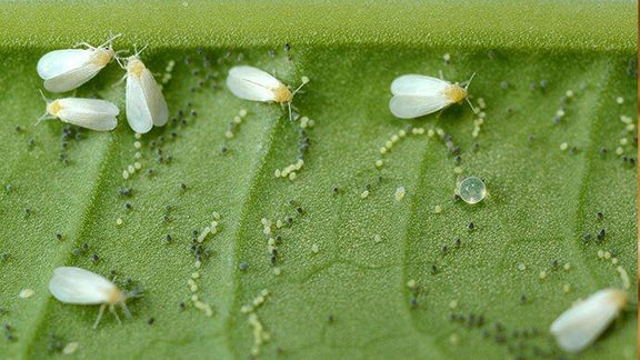 Oh, oh, got some unwanted flying visitors on your houseplants?