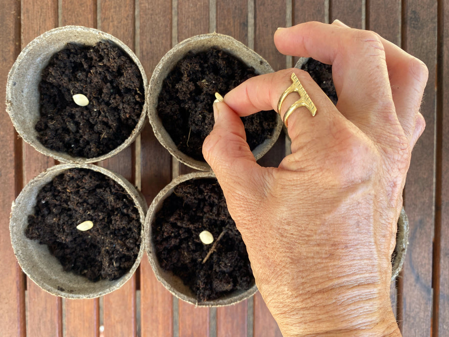 A close-up of someone dropping in seeds into small containers of soil.