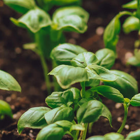 Plant sprouts