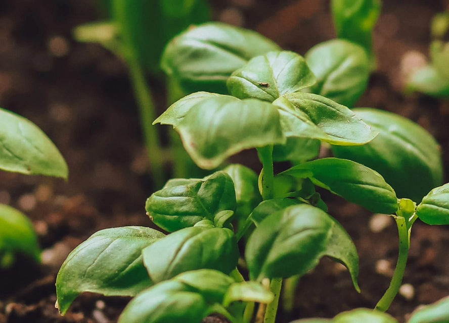 Small early-stage green plants