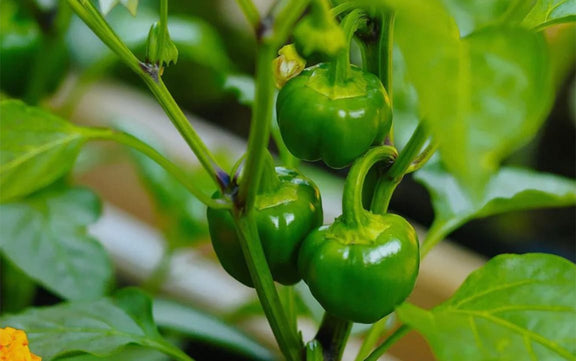 Fresh green bell peppers growing on a plant