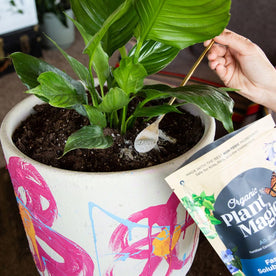 Spreadable plant food being sprinkled over a plant in a colorful pot