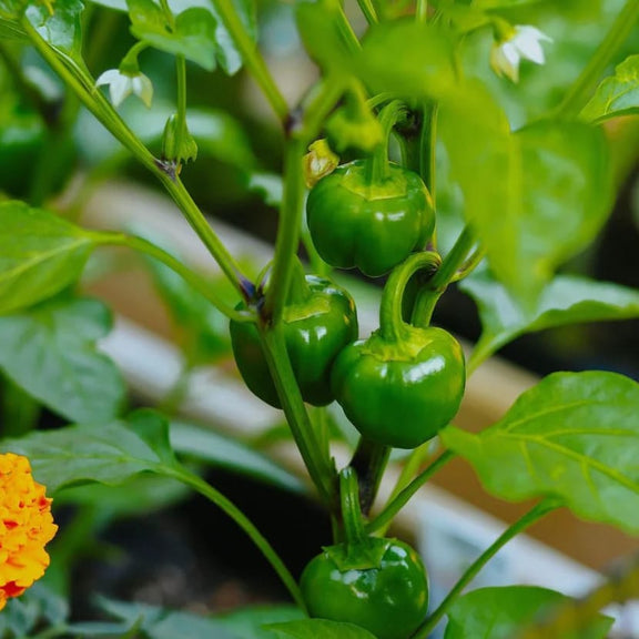 Fresh green bell peppers growing on a plant