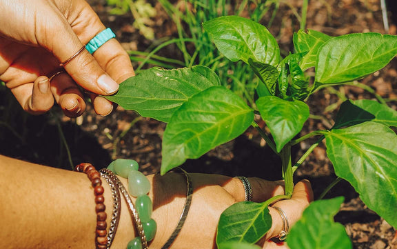 Tending to a small plant