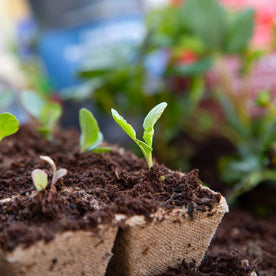 Sprouts growing from starter pots