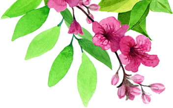 Pink flower with leaves illustration