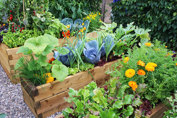 Container Garden Success