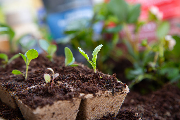 Sprouts growing from starter pots