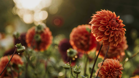 What Does My Soil Need in the Fall?