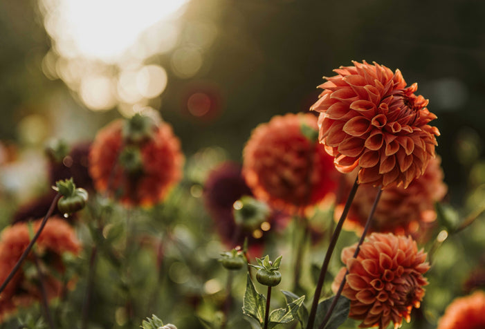 What Does My Soil Need in the Fall?