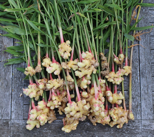 Growing Indoor Ginger Is Easier Than You May Think