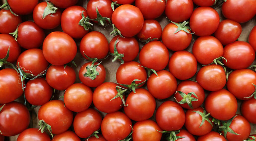 Growing Healthy Tomatoes!