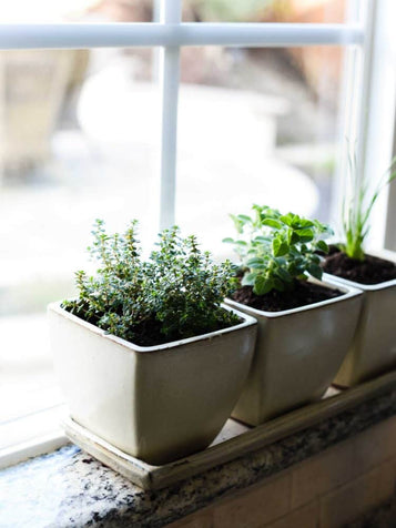 Is your green thumb frozen?  How about growing herbs indoors?