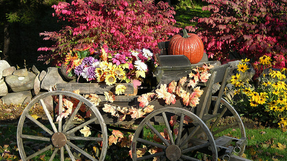 Planning Your Fall Garden Now