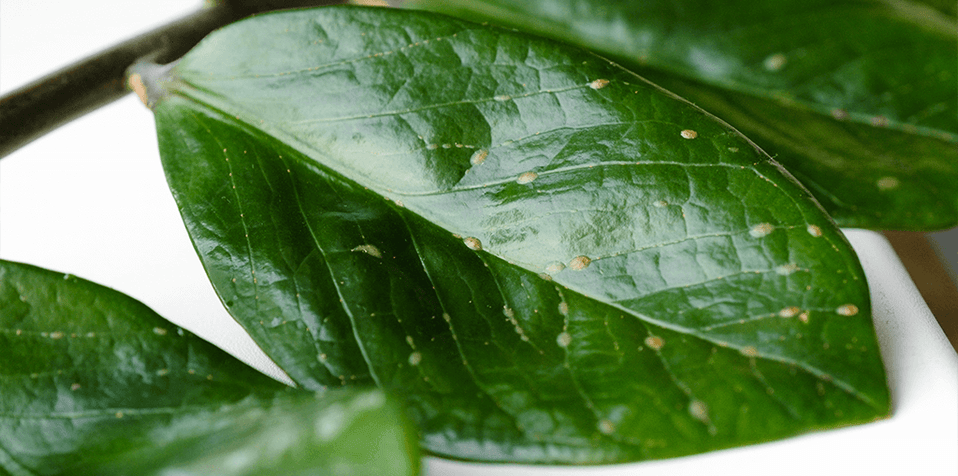 What are those little shiny things on my houseplants?