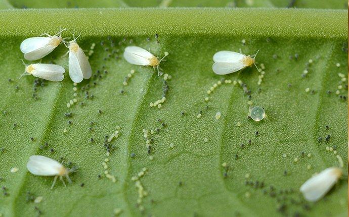 Oh, oh, got some unwanted flying visitors on your houseplants?