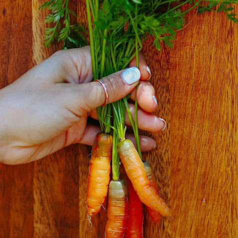 Carrots with tops being held up against a wood background
