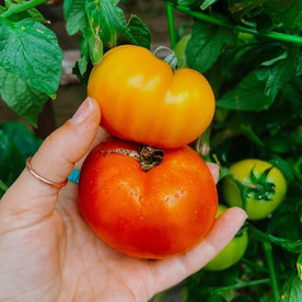 Hand holding two tomatoes with tomato plants visible in background
