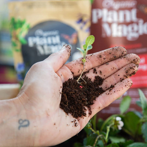 Hand holding soil with a sprout
