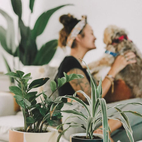 Plants with a person and dog in the background