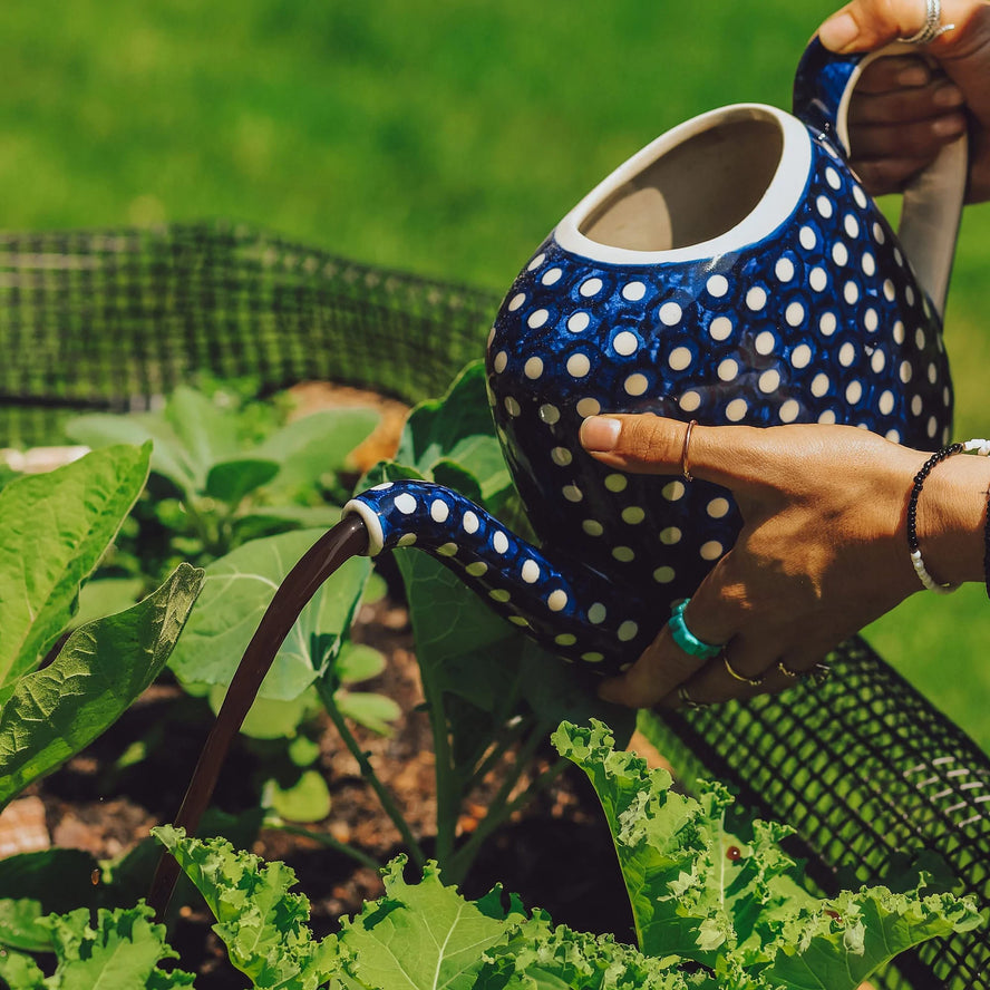 Pouring soluble plant food over a plant with a spotted teapot
