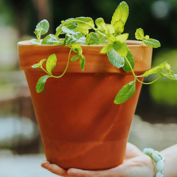 Plant in a terracotta pot
