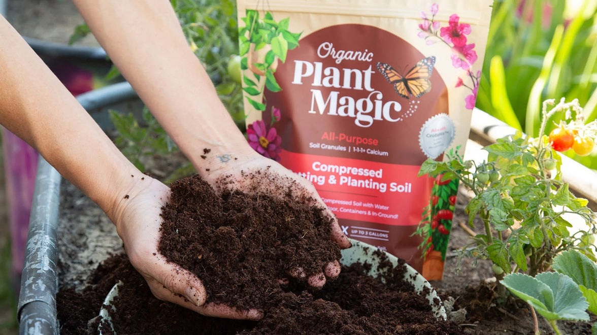 A handful of organic compressed potting soil expanded into a large bucket of dirt for spring time gardening